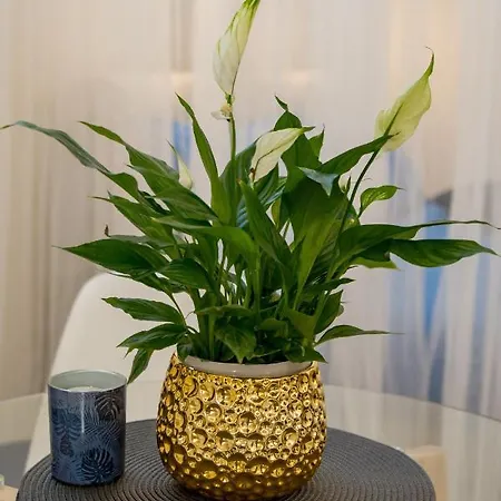 Pearl Apartman